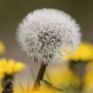 Dandelion Seed Head - UK Dandelion Seed Head - UK