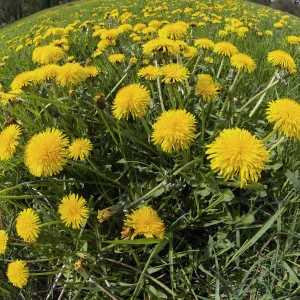 Dandelions, meadow covered with blossom, taken with a wide angle perspective, Hessen, Germany