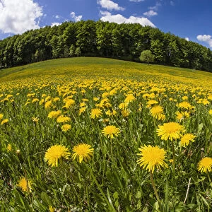 Dandelions, meadow covered with blossom, taken with a wide angle perspective, Hessen, Germany