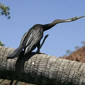 Darter Male Lawn Hill National Park, Queensland, Australia