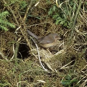 Dartford Warbler - female at nest 