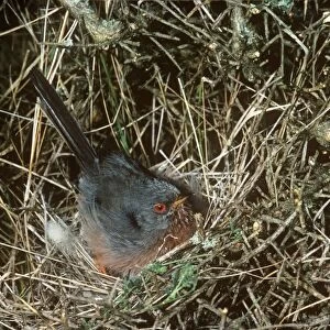 Dartford Warbler - on nest 