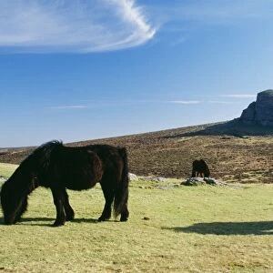 Dartmoor Ponies With Haytor in background