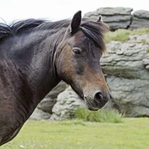Dartmoor Pony with typical granite Tor in the background
