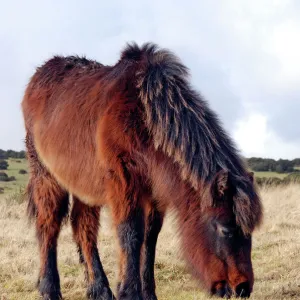 Dartmoor Pony in winter coat eating the last of the overgrazed winter grass