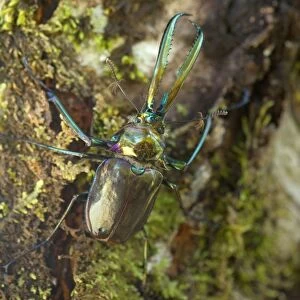 Darwin's Beetle / Grant's Stag Beetle / Chilean Stag Beetle - giant male beetle crawling up a tree - Queulat National Park - Patagonia - Carretera Austral - Chile - South America
