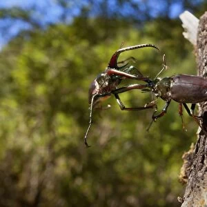 Darwin's Beetle / Grant's Stag Beetle / Chilean Stag Beetle - two giant male beetles fighting on a tree trunk - Queulat National Park - Patagonia - Carretera Austral - Chile - South America