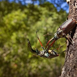 Darwin's Beetle / Grant's Stag Beetle / Chilean Stag Beetle - two giant male beetles fighting on a tree trunk - Queulat National Park - Patagonia - Carretera Austral - Chile - South America