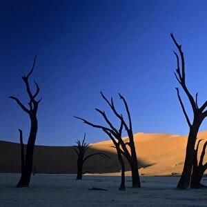 Dead Vlei silhouettes of dead camelthorn trees in dune namib Dead Vlei, Namib Naukluft Park, Namibia, Africa