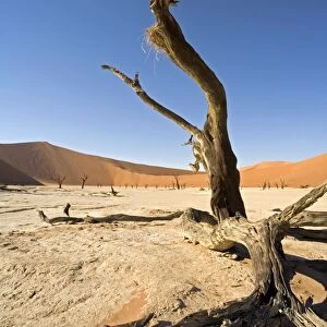 Dead Vlei tree. Sossusvlei - Namib Desert, Namibia, Africa 2006