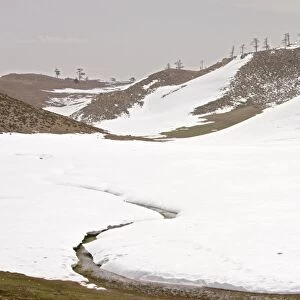 Degraded remnant of Atlas Cedar forest in winter snow, near Col du Zad, in the Middle Atlas Mountains, Morocco