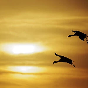 Demoiselle Crane - Dawn flight against yellow sky Grus virgo Khichan, Rajasthan, India BI032321