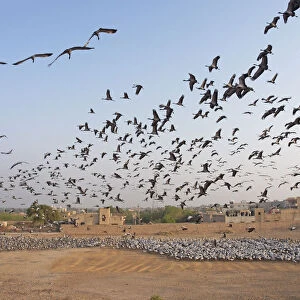 Demoiselle Crane - flocks circling feeding centre Grus virgo Khichan, Rajasthan, India BI032383