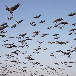 Demoiselle Crane - flocks circling feeding centre Grus virgo Khichan, Rajasthan, India BI032462