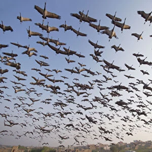 Demoiselle Crane - flocks circling feeding centre Grus virgo Khichan, Rajasthan, India BI032470