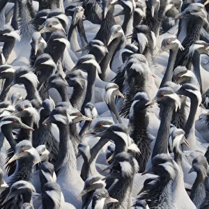 Demoiselle Crane - Massed flock at feeding station Grus virgo Khichan, Rajasthan, India BI032776
