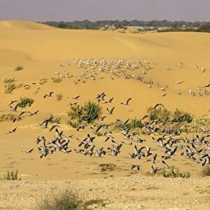 Demoiselle Cranes - flock in the desert. Jodhpur, India