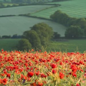 Dense Poppies in cereal crop, Devon, agricultural landscape beyond, UK