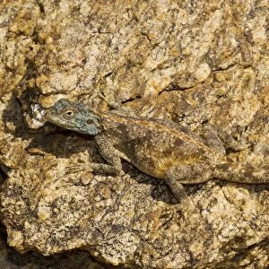 desert Agama lizard, the Southern Rock Agama - Goegap, Namaqualand, South Africa