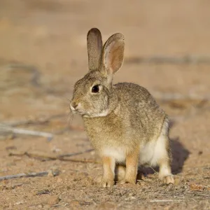 Desert Cottontail Rabbit - Southeast Arizona - April - USA