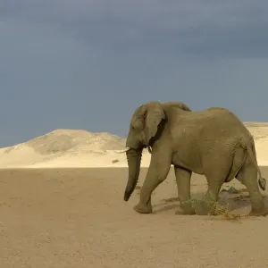 Desert Elephant Huab River. Namibia Desert Elephant Huab River. Namibia