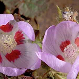 Desert five-spot - in flower