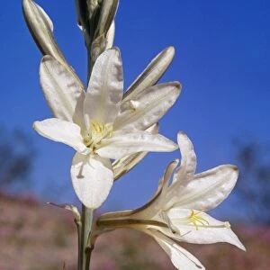 Desert Lily WW 41 Hesperocallis undulata © Wardene Weisser / ardea. com
