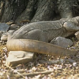 Desert Monitor lizard - Ranthambhore National Park - Rajasthan - India