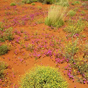 Desert - Plants in bloom Northern Territory, Australia JPF28366