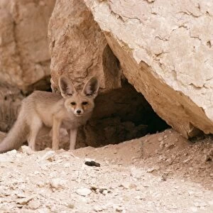 Desert Red Fox Middle East