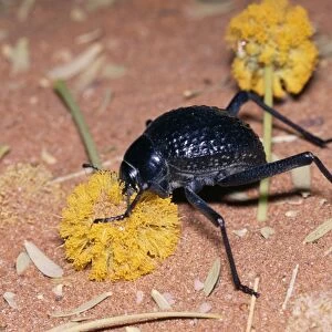 Desert Tenebrionid / Long-legged Beetle - feeding on Acacia flower Namib Desert, Namibia, Africa