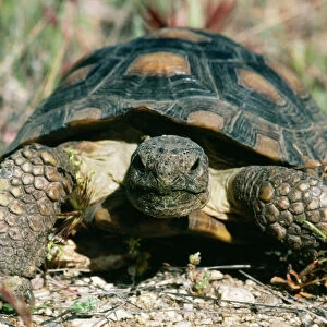 Desert Tortoise CAN 1556 Gopherus agassizi © John Cancalosi / ARDEA LONDON