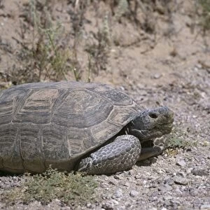 Desert Tortoise WW 879 Large Adult Gopherus agassizi © Wardene Weisser / ARDEA LONDON