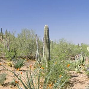 Desert WAT 5012 Saguaro National Park, Tucson Arizona USA © M. Watson / ARDEA LONDON