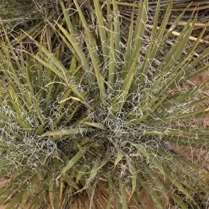 A desert Yucca, used by native Indians
