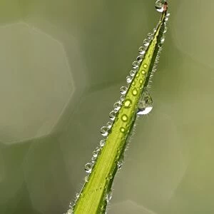 Dewdrops on a grass blade with reflections of sunlight Baden-Wuerttemberg, Germany