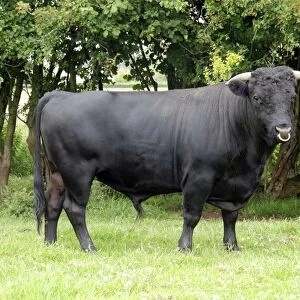 Dexter Bull, pedigree rare breed
