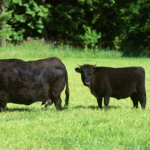 Dexter Cattle. Adult and calf Origin: Ireland