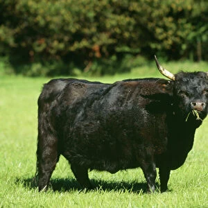 Dexter Cattle FG 9454 Ireland © Francois Gohier / ARDEA LONDON