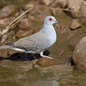 Diamond Dove - by drinking pool in Donkey Creek, near Canteen Creek Aboriginal Community, Northern Territory, Australia