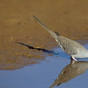 Diamond Dove - drinking at pool - near Ti Tree - Northern Territory - Australia