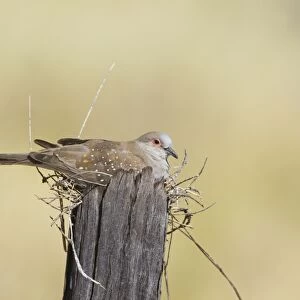 Diamond Dove Along MacNamaras Road west of Mt Isa, Queensland, Australia. Sitting on a very exposed nest