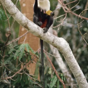 Diana Monkey - eating fruit Tai, Ivory Coast