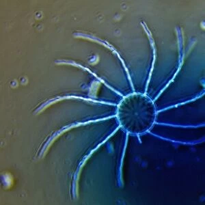 Diatom - from marine plankton sample - Hong Kong harbour
