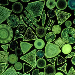 Diatoms - marine (x25)