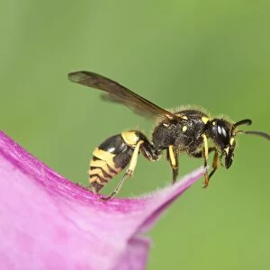 Digger Wasp - resting on Foxglove flower Norfolk UK