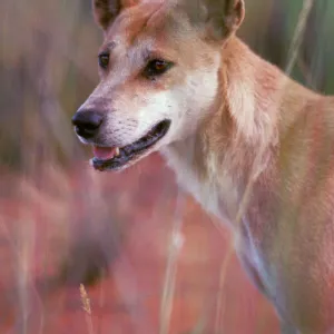 Dingo - Alert with pricked ears - Southern New South Wales - Australia JPF17320