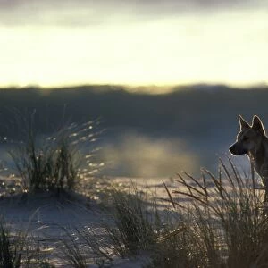 Dingo - On beach at dusk - Nadgee Nature Reserve - New South Wales - Australia JPF17401