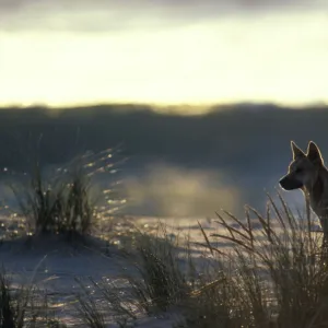 Dingo - On beach at dusk - Nadgee Nature Reserve - New South Wales - Australia JPF17401