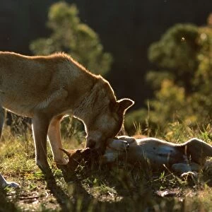 Dingo (Canis familiaris dingo) female with pup, Australia JPF23378